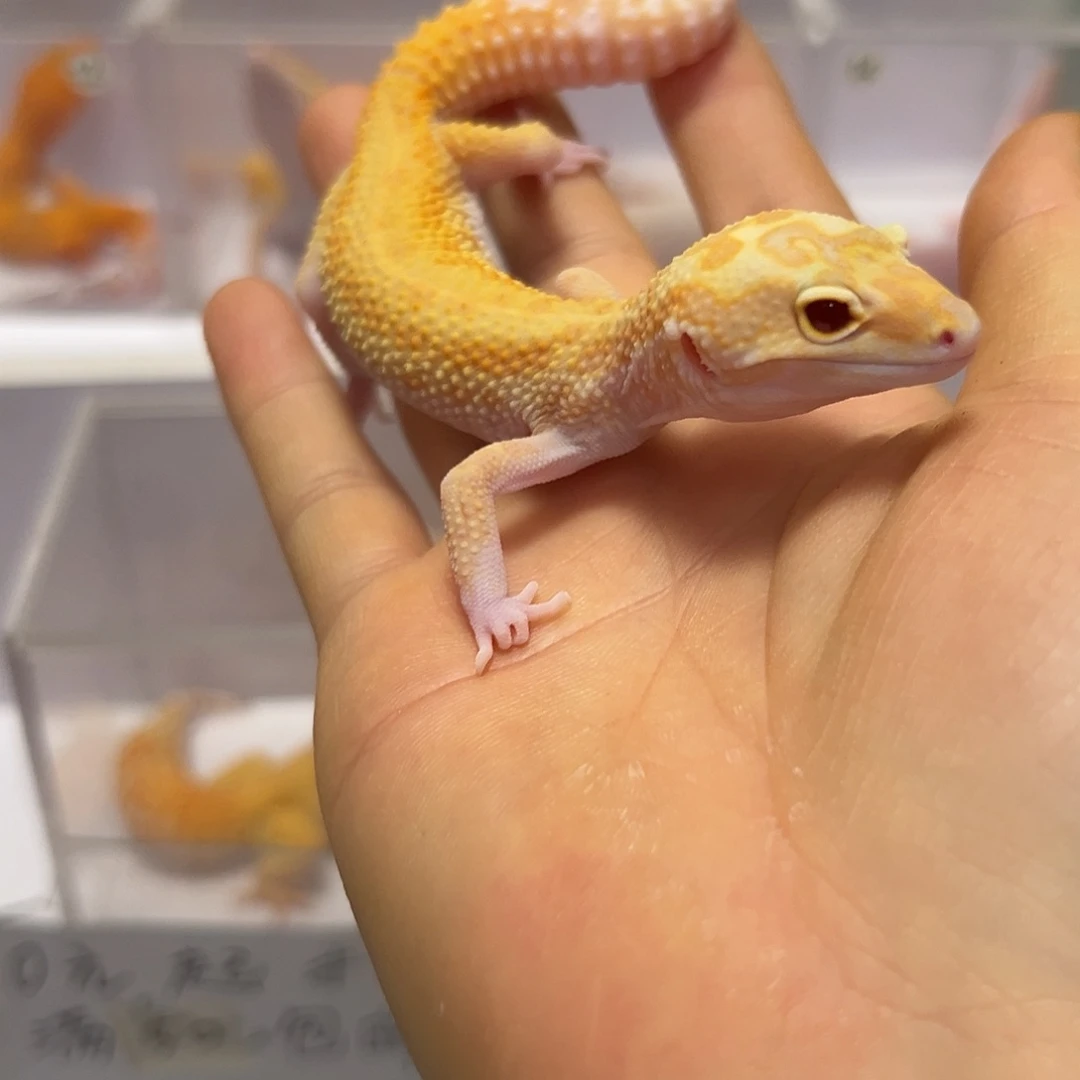 豹纹守宫豹纹守宫