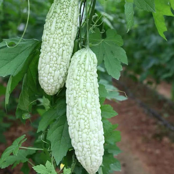 农家自种苦瓜白米苦瓜新鲜采摘当季时令蔬菜