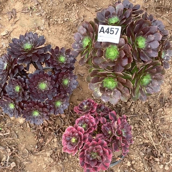 无花朵457美杜莎红魔多肉植物