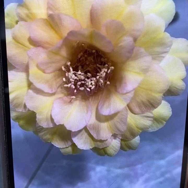 彩草暖芯侧芽3公分左右