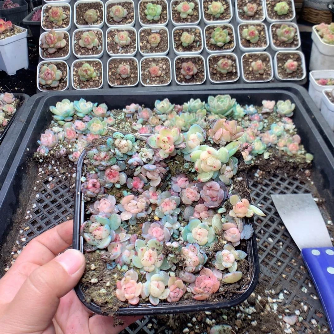 无花朵V89月英语英语