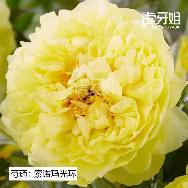 【伊藤索诺玛光环】裸根芍药包对版-庭院阳台花卉重瓣大花黄色