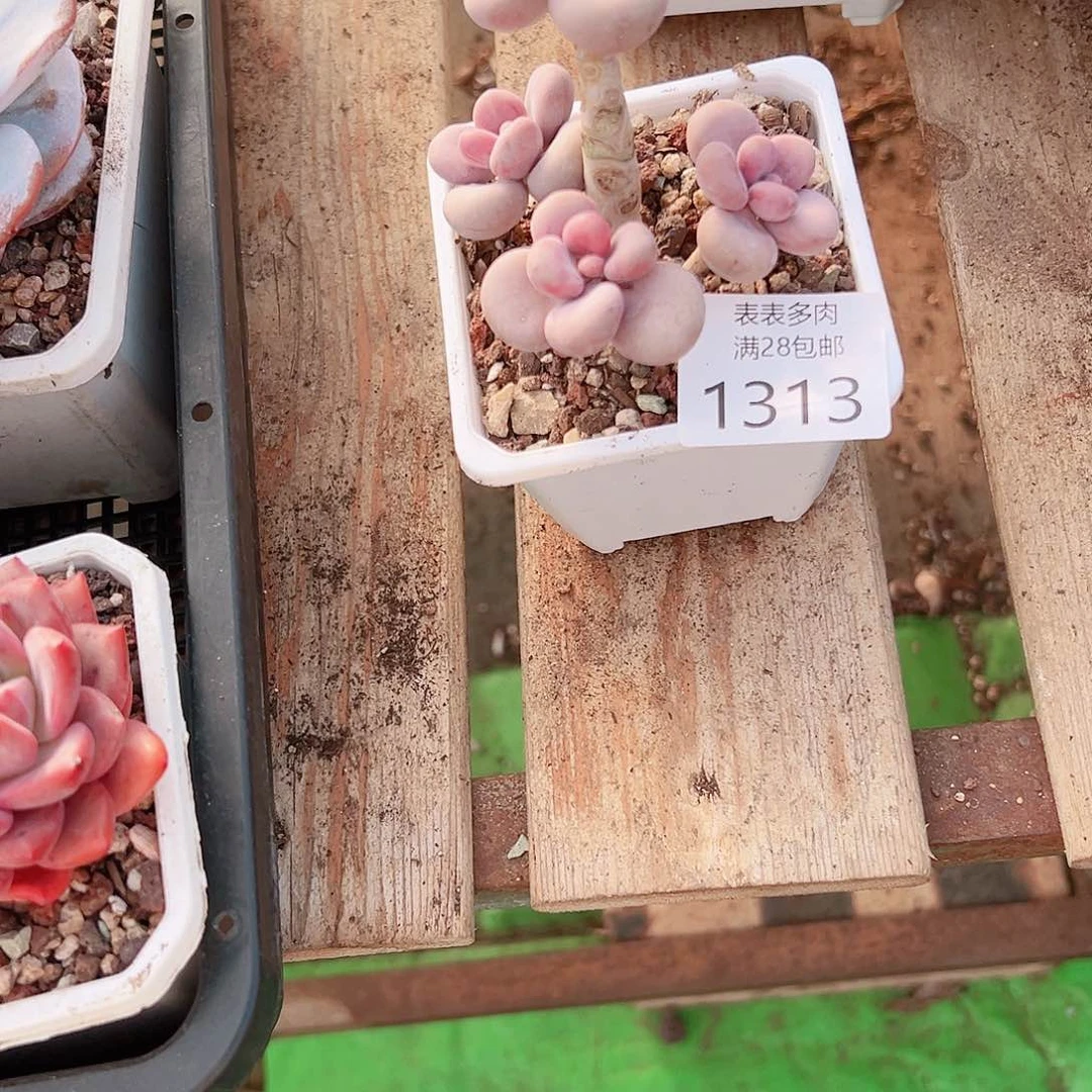 云****多肉一物一柏植物1313