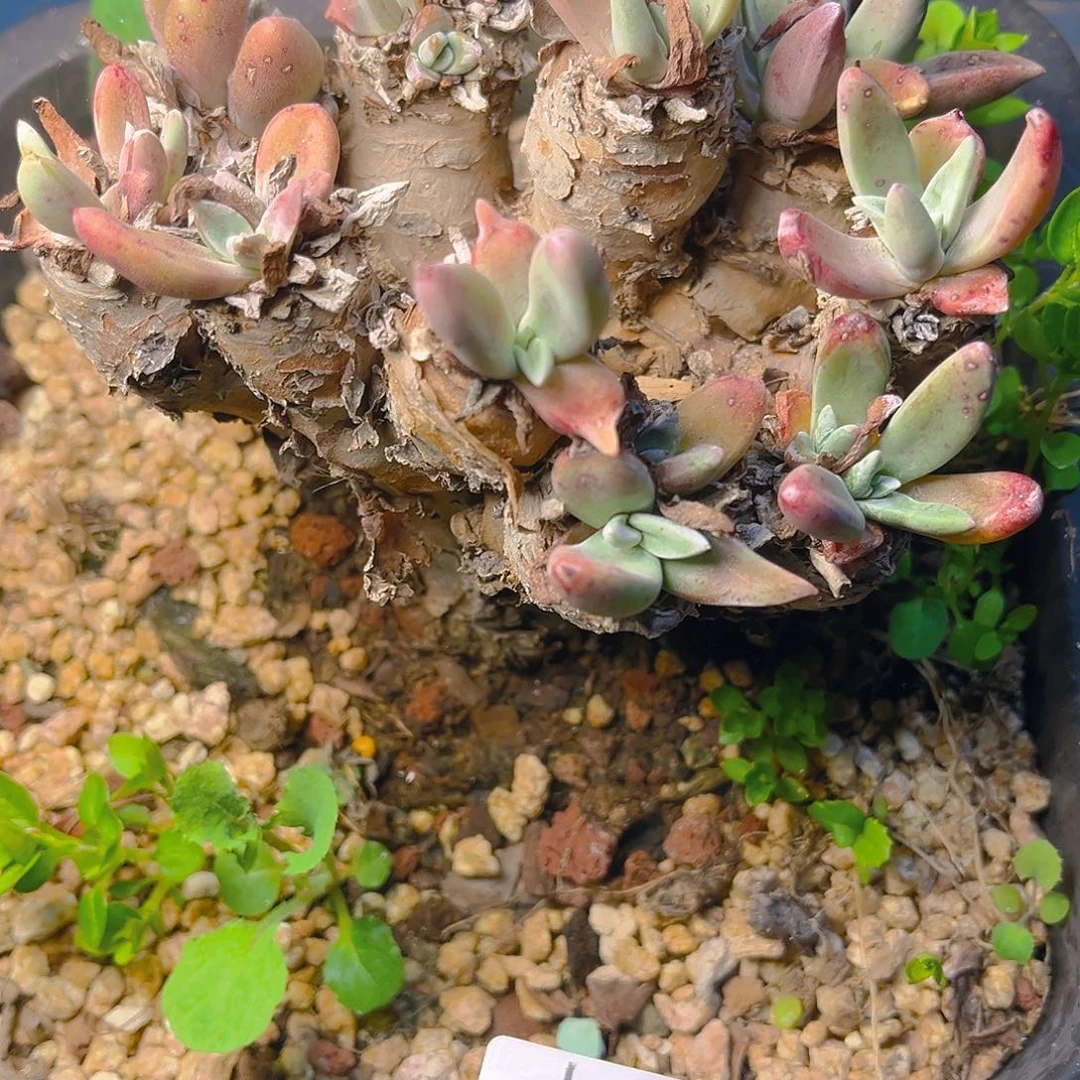 粉苹果叶老桩3852