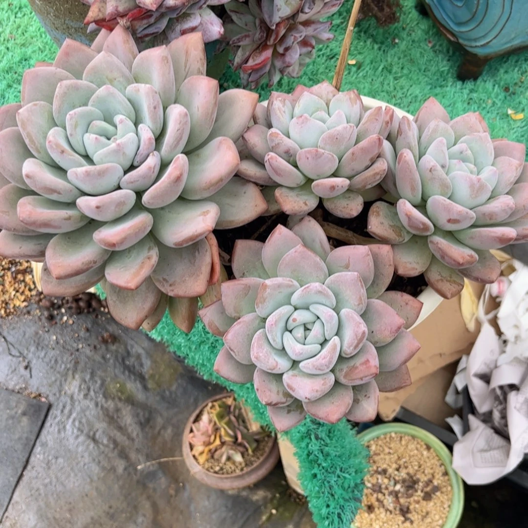 农***果友家多肉一物一拍