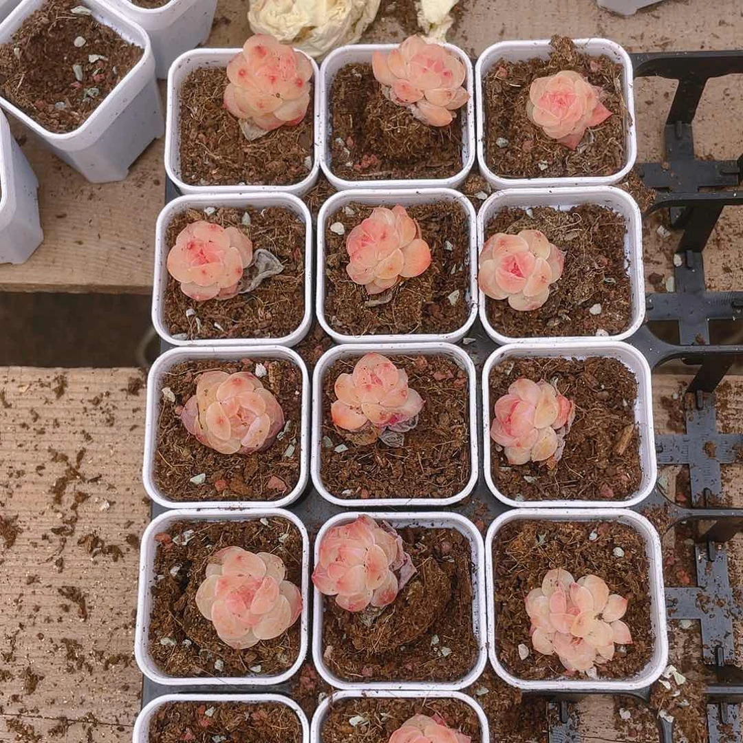 幽兰穴一个满25包邮