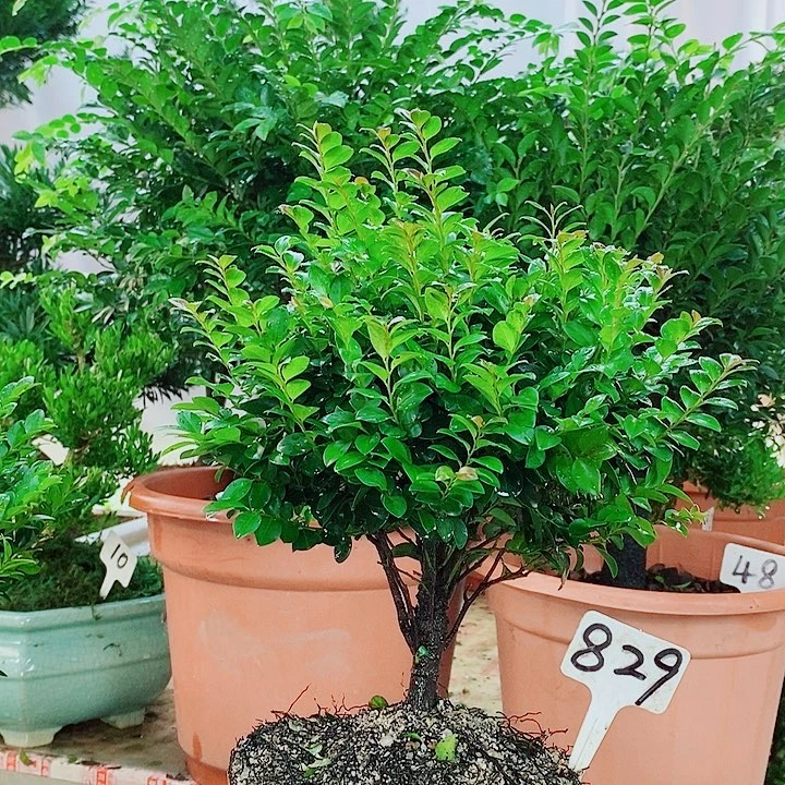 当前无花栽培后可以开花