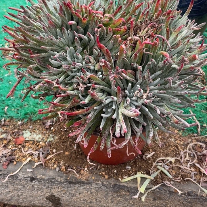 25号爱杜丽丝缀化多肉