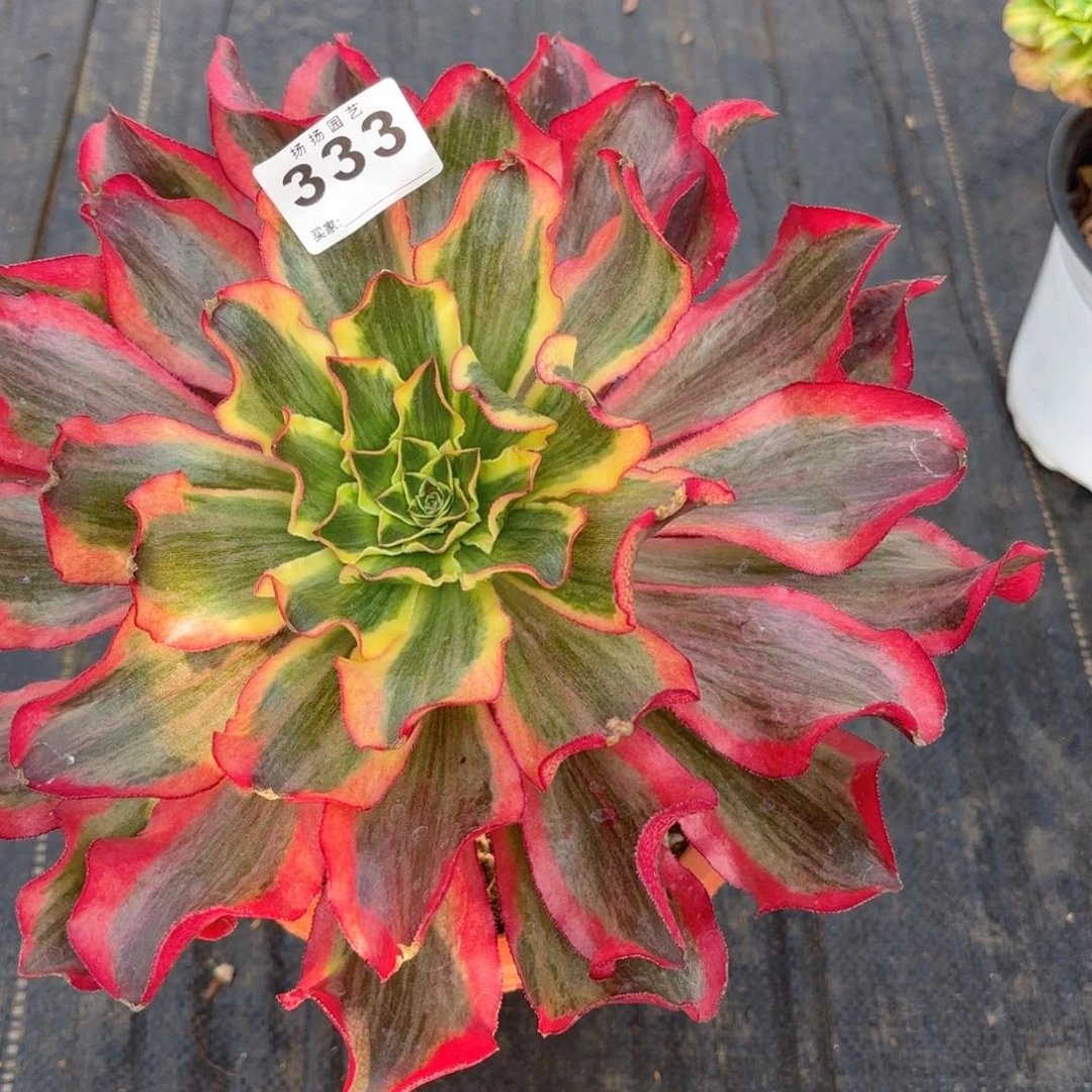 久****童12345  333多肉法师