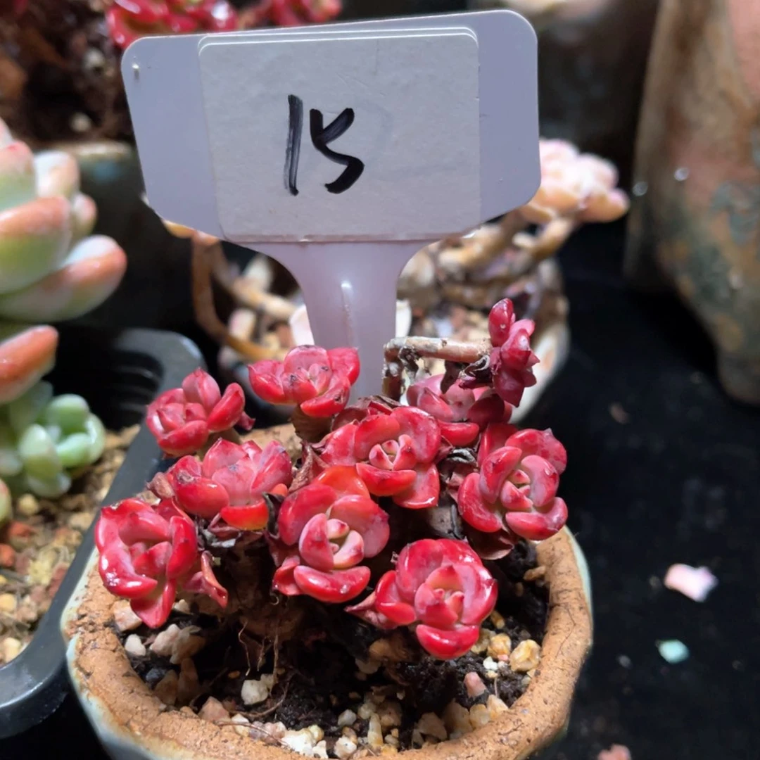 15号甜橙。