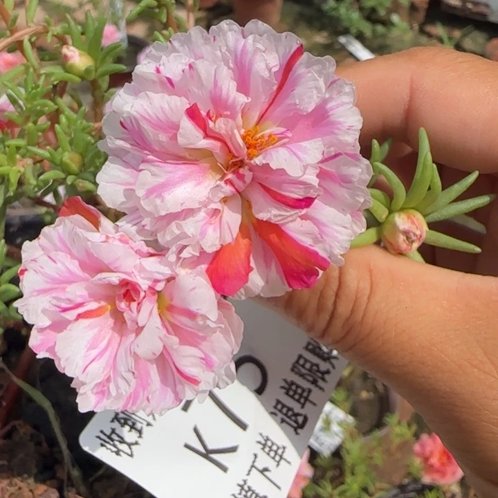 无花朵K075超小苗盆口10cm