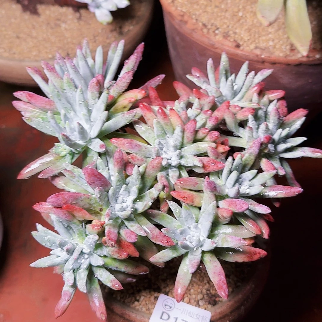 1770白鹭仙女杯多肉