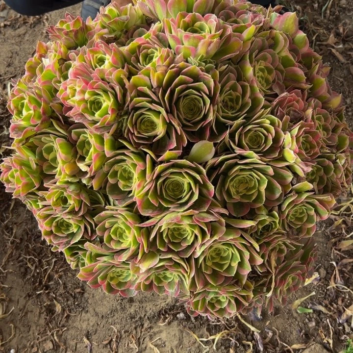 98.8超大白凤一棵