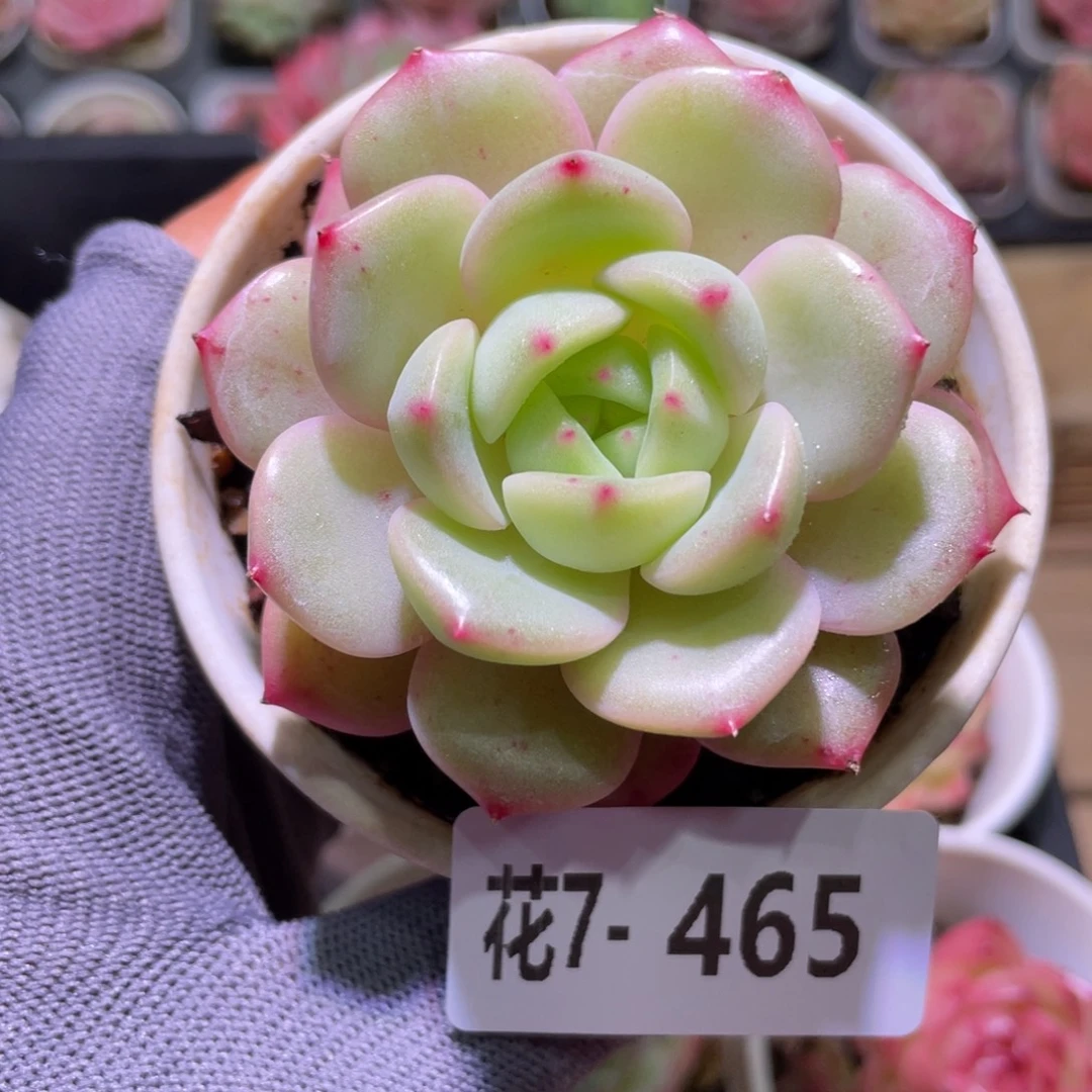 花利美7-465新品