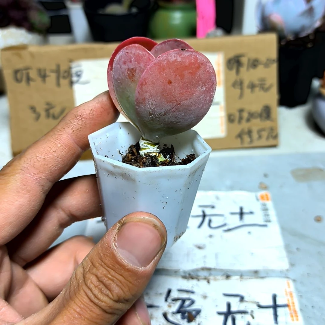 满6元包邮，唐印老苗绝绝子