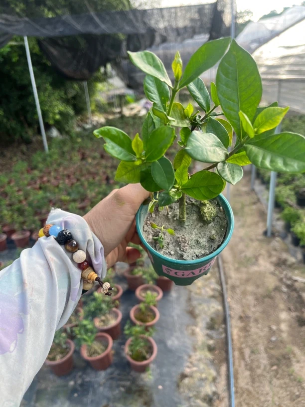 法莲栀子花盆栽浓香型花卉植物室内驱蚊小绿植四季好养活