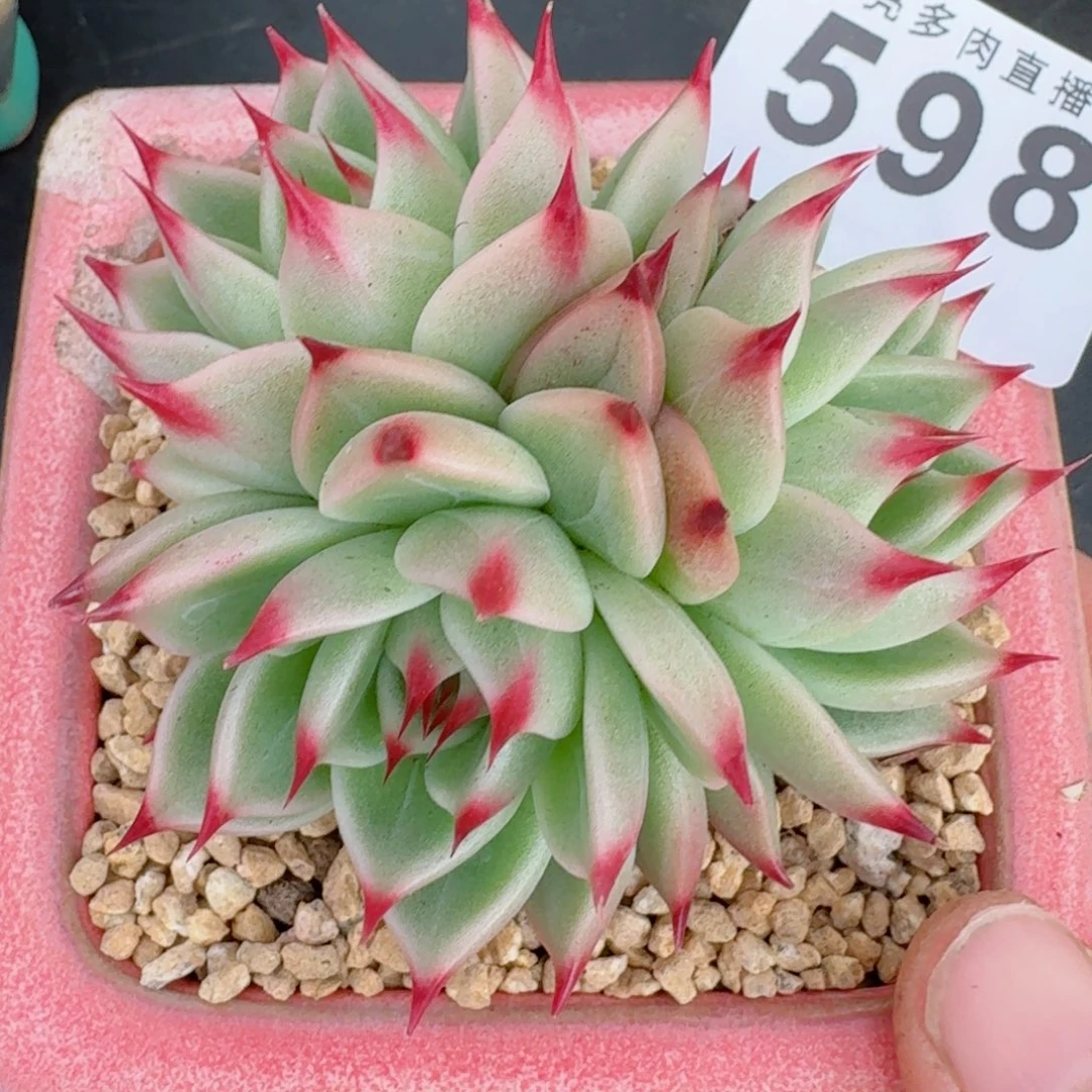 托斯卡         精控精养多肉植物