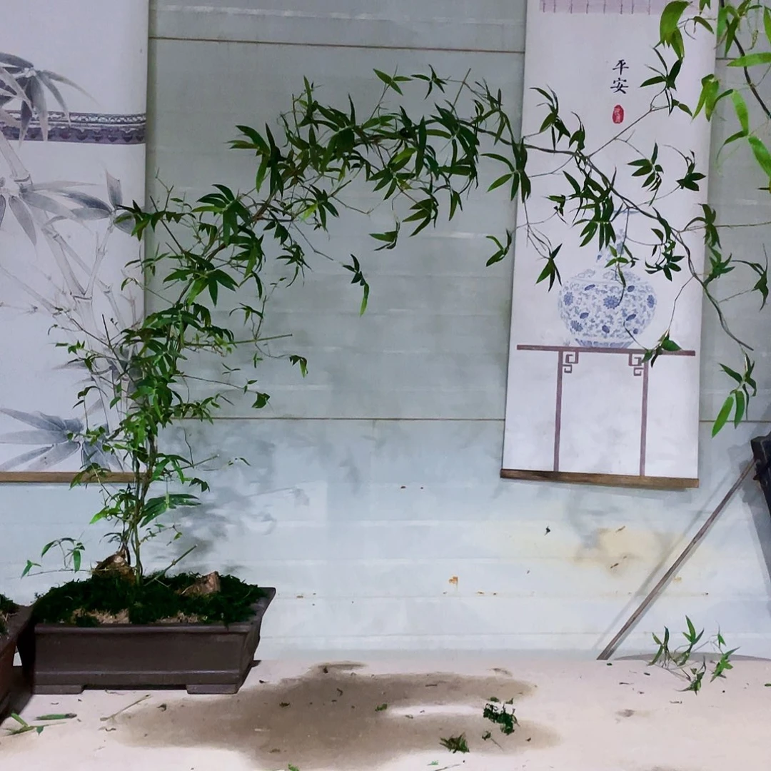 小叶簕竹熟桩陶瓷盆一物一拍
