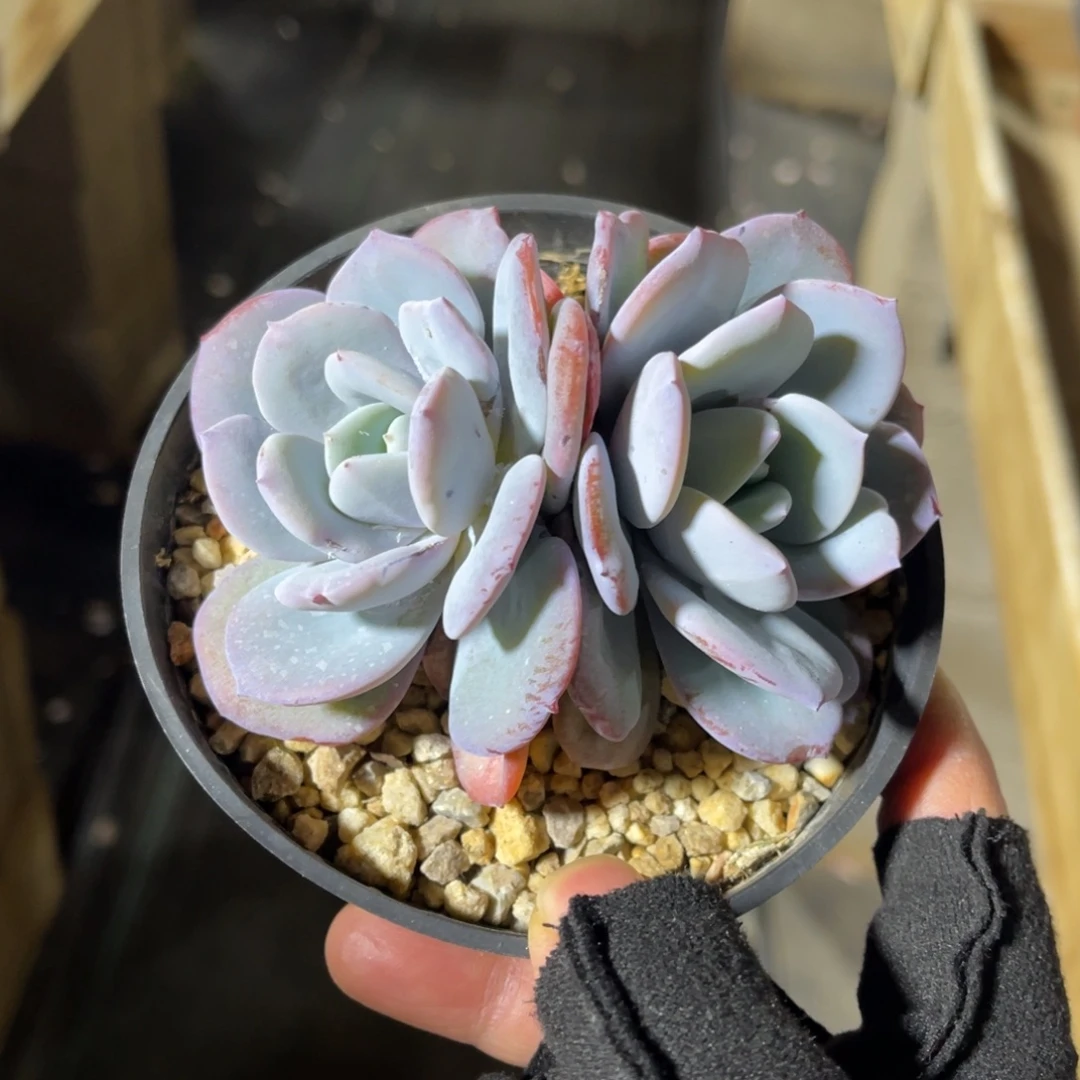 奶茶 一物一拍不支持退换