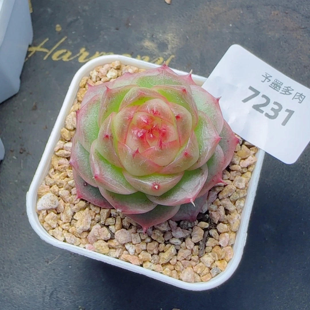 福利，7231多肉植物