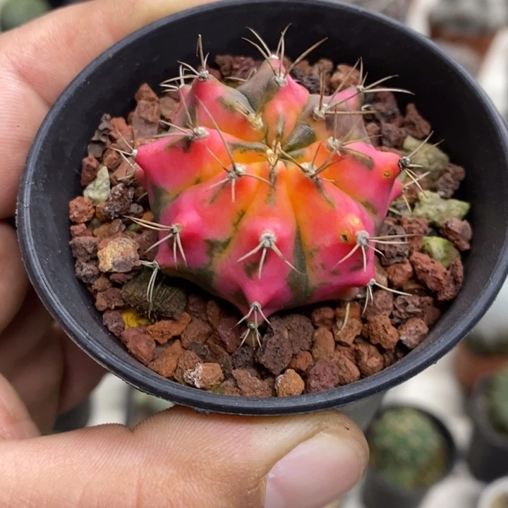 实生花蝴蝶牡丹锦特价