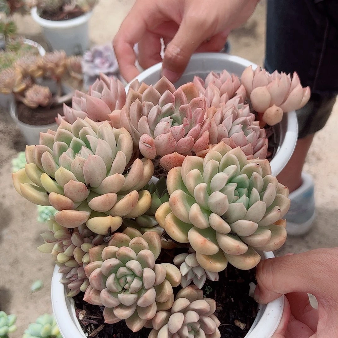 3盆璀璨 多头群生