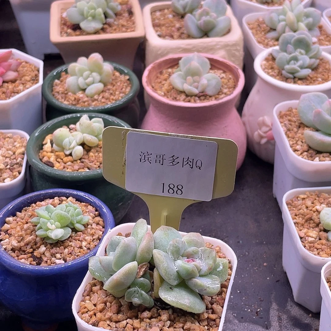 离*瞳滨哥多肉Q188冰玉石化