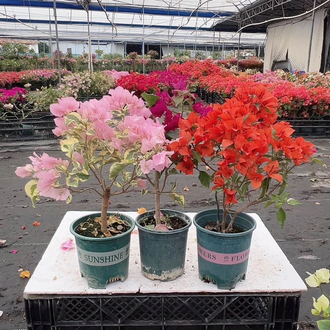 大部分花苞少量开放中国丽人，黑暗行者，红桑巴组合