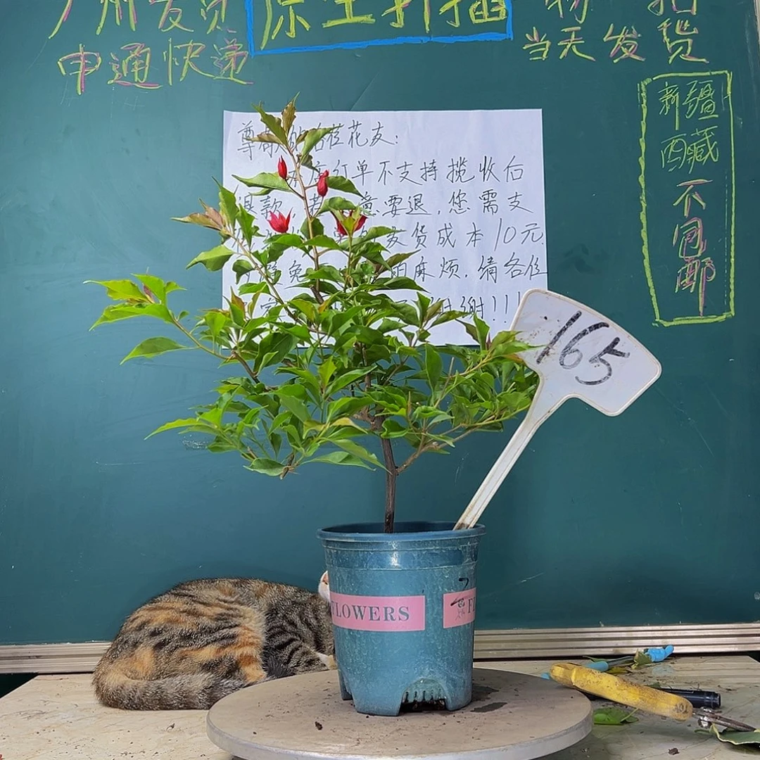 当前无花栽培后可以开花  紫桑巴 165