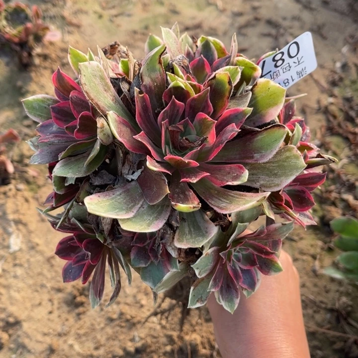 087浣纱小手捧2号棚