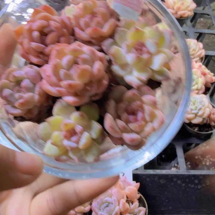 无土栽培，一单五颗发货