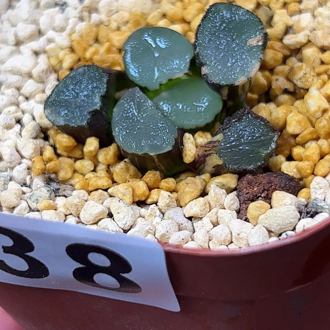 438山之翠锦十二卷多肉