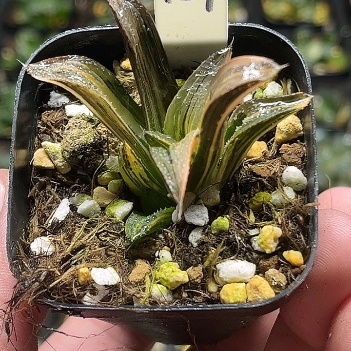 139双头茜云锦（不换盆，养到明年开春）