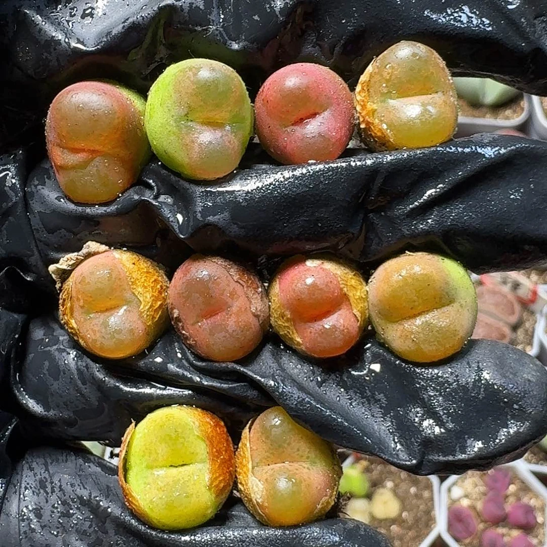 生石花1111111。  273