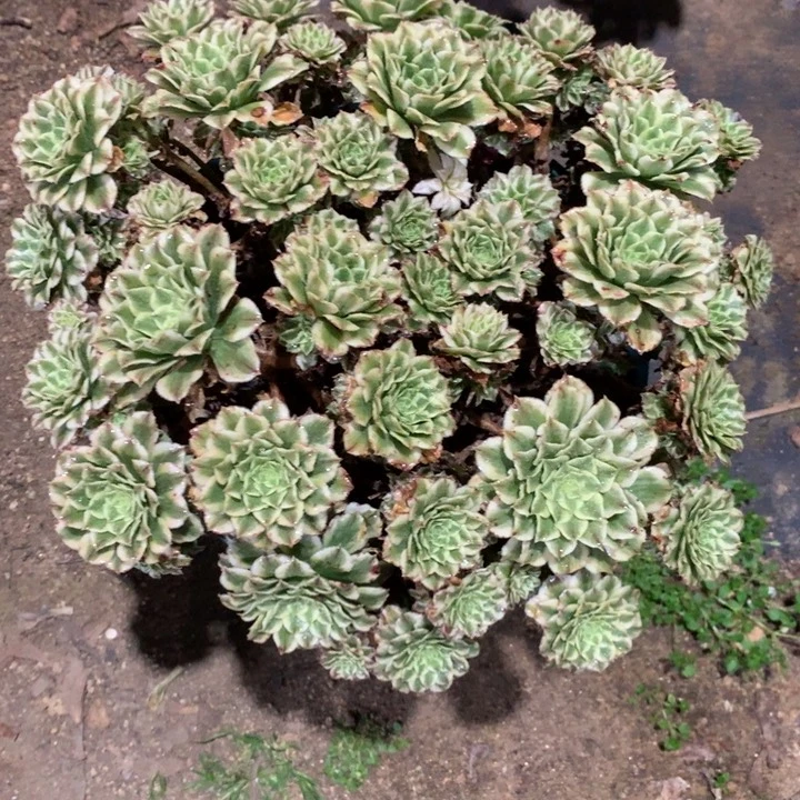 半**过163碧浪多肉植物