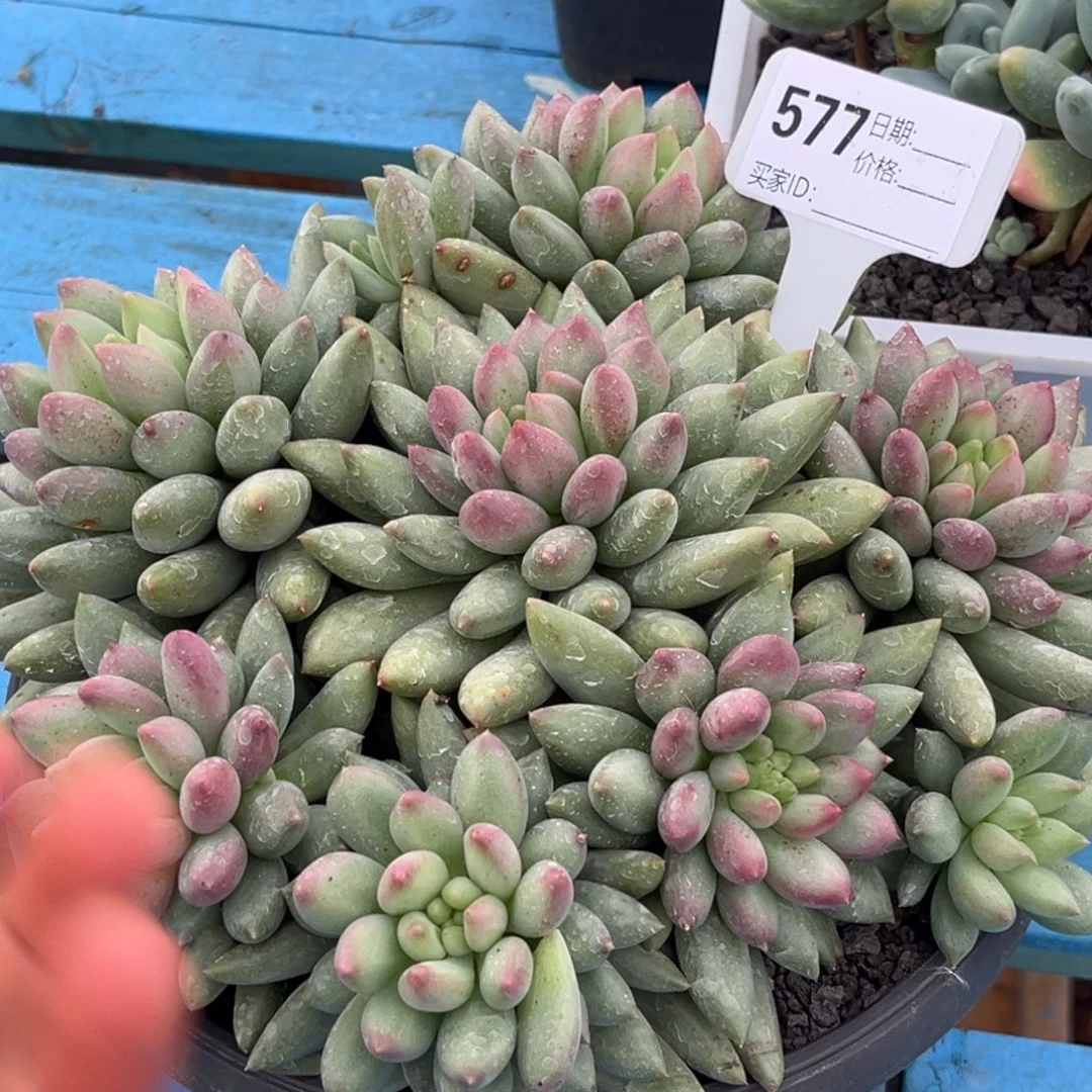 岩子多肉植物577号