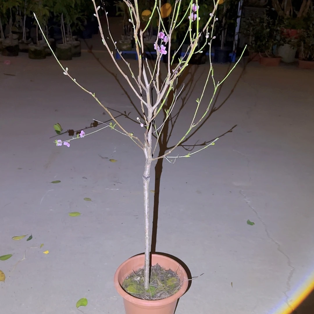 春****8果树111111111111