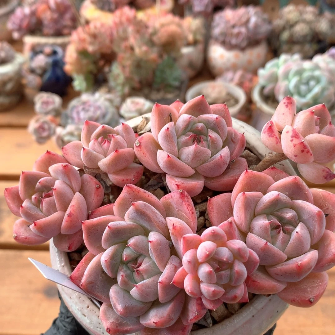 佳人一物一拍 020