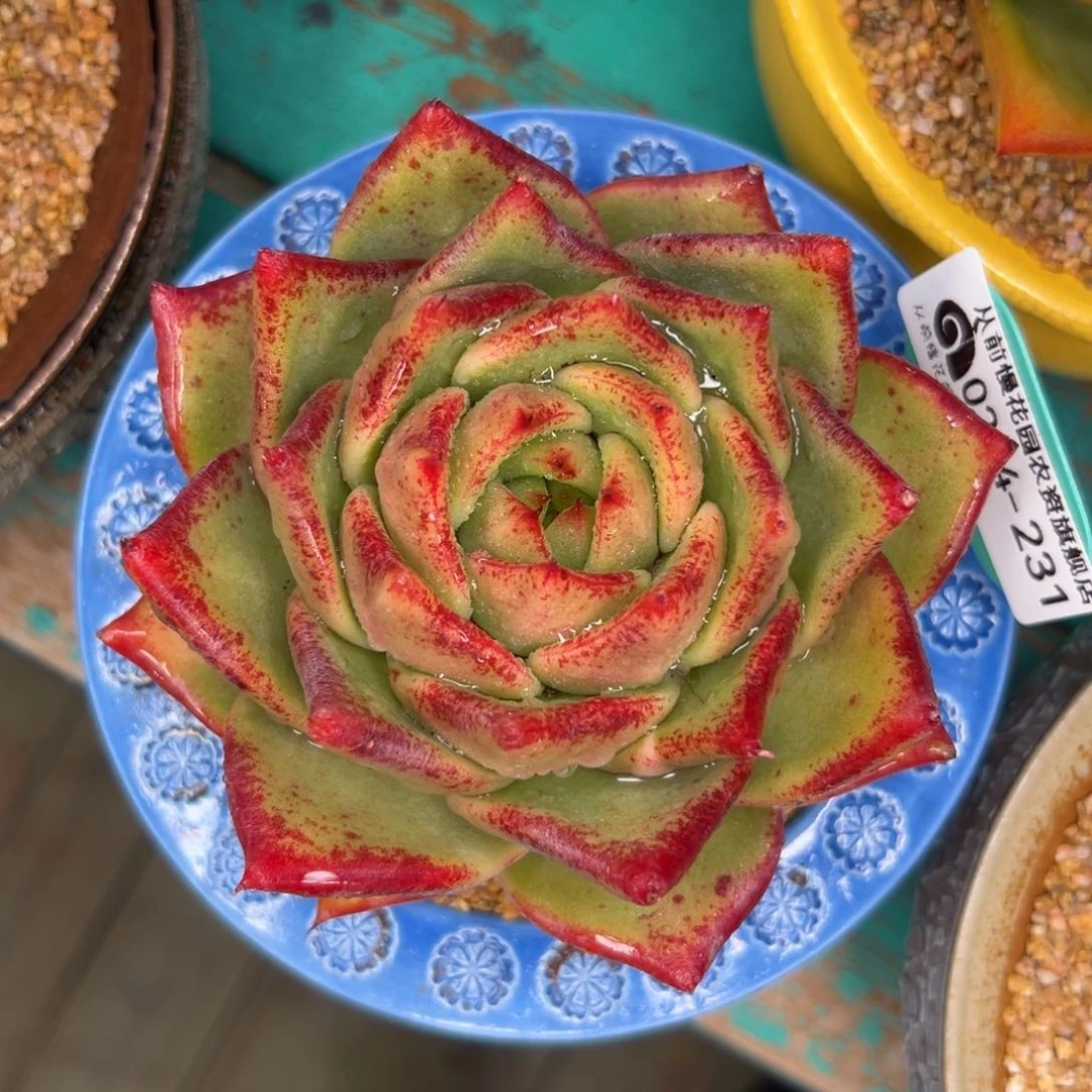 多肉一物一拍0204-231