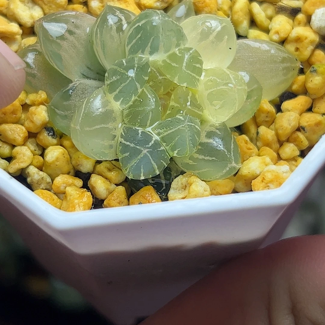 糊斑霏桃十二卷十二卷