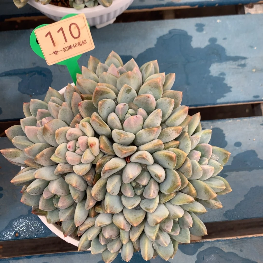 宽叶奶糖一物一拍110