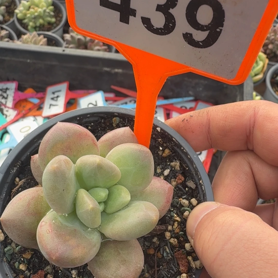 多肉植物漂亮x系439
