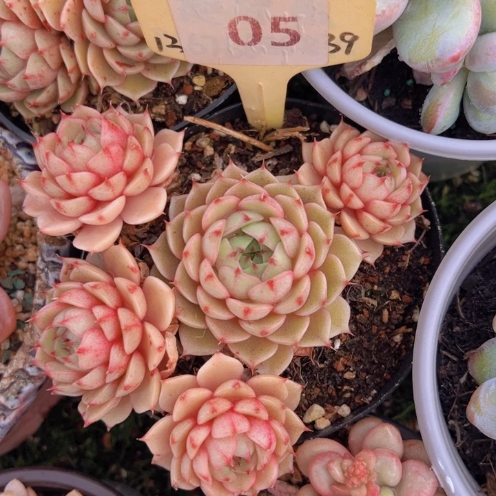 健健康康平平安安