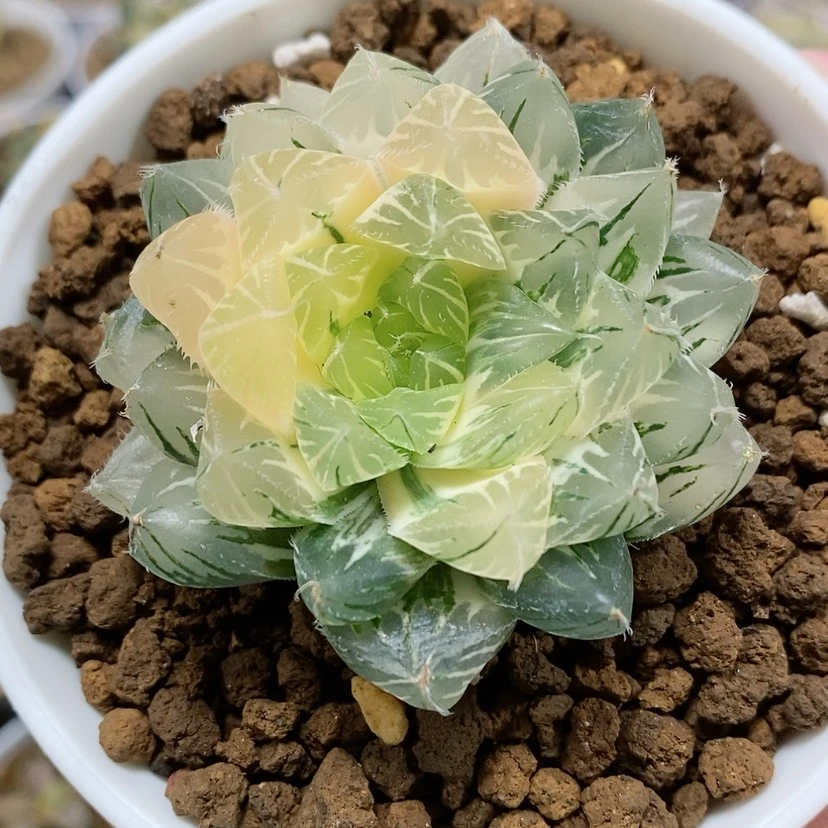 【闪购商品】77雪月玉露锦