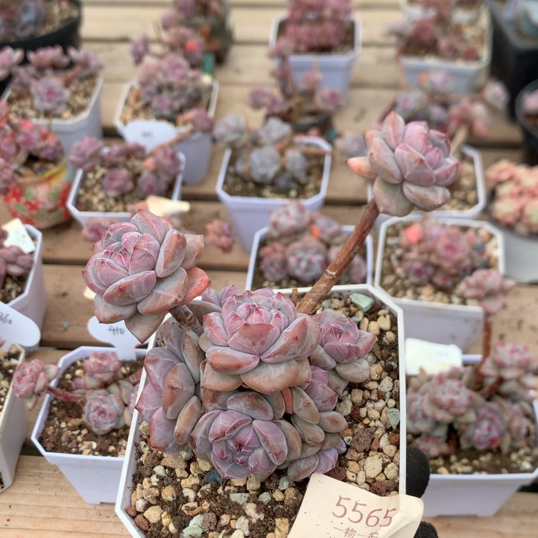 13厘米九头有砍无根石榴籽 5565