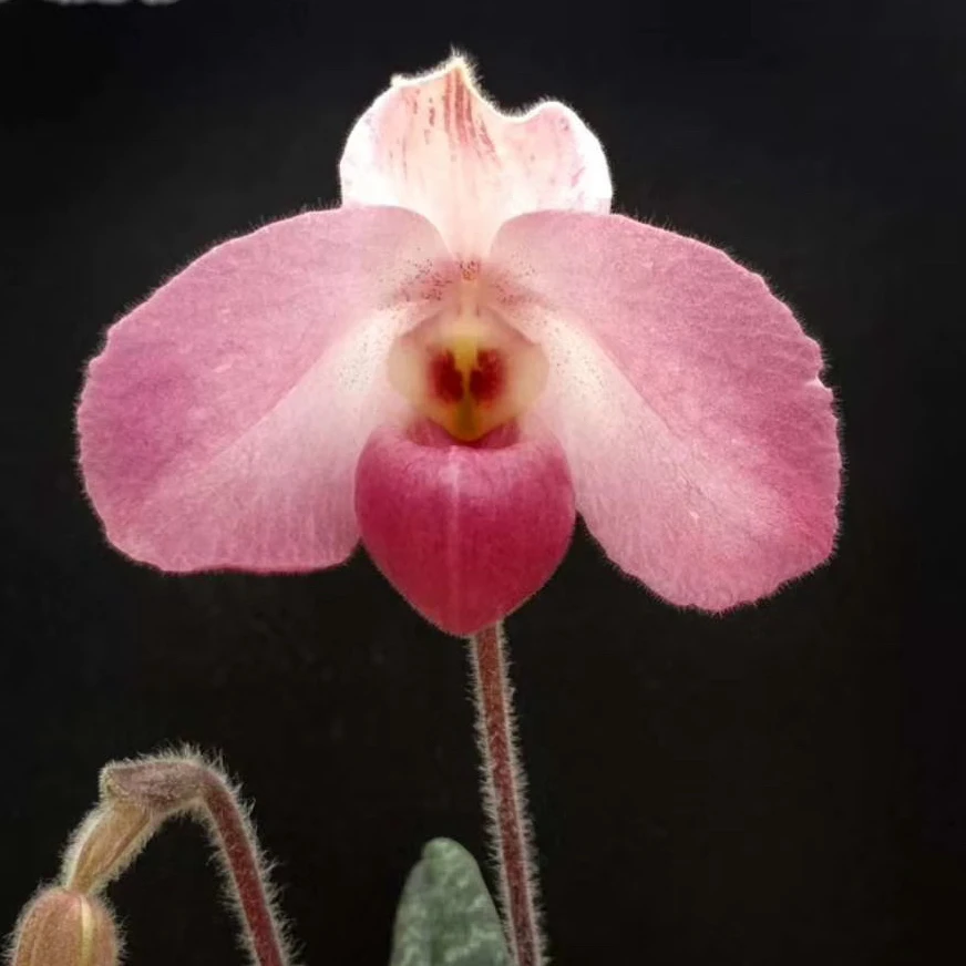 万峰绿缘【越南美人x越南人】胡志明兜兰室内植物好养庭院盆栽