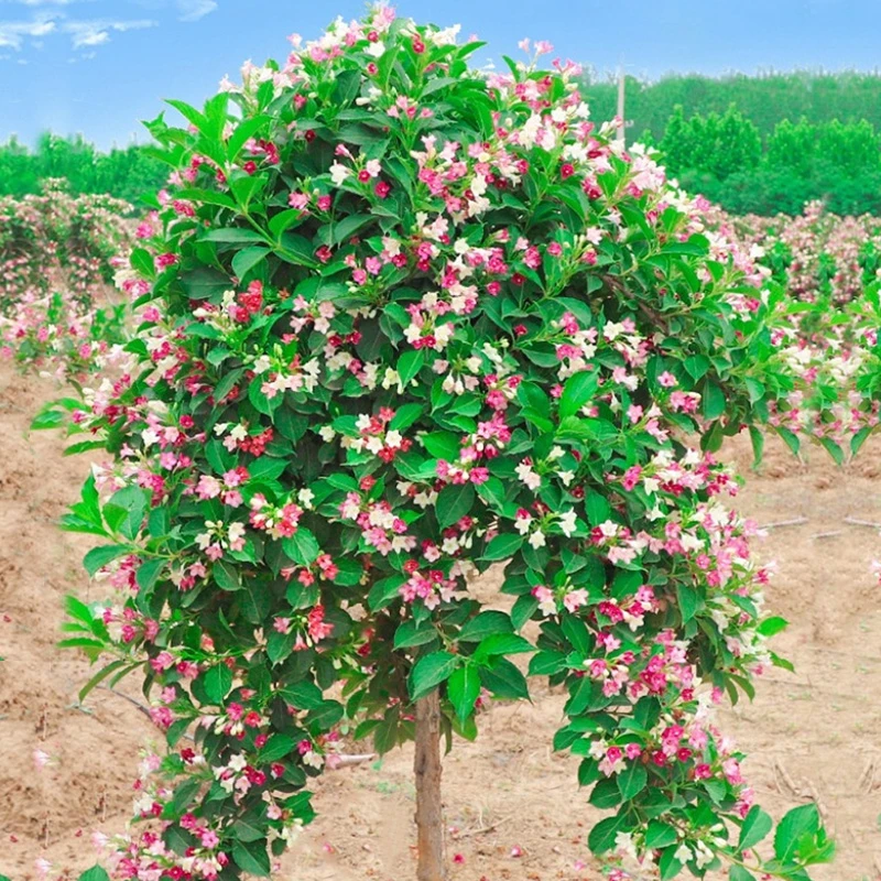 五彩锦带花树苗盆栽阳台北方庭院耐寒风景树高杆丛生王子花卉植物