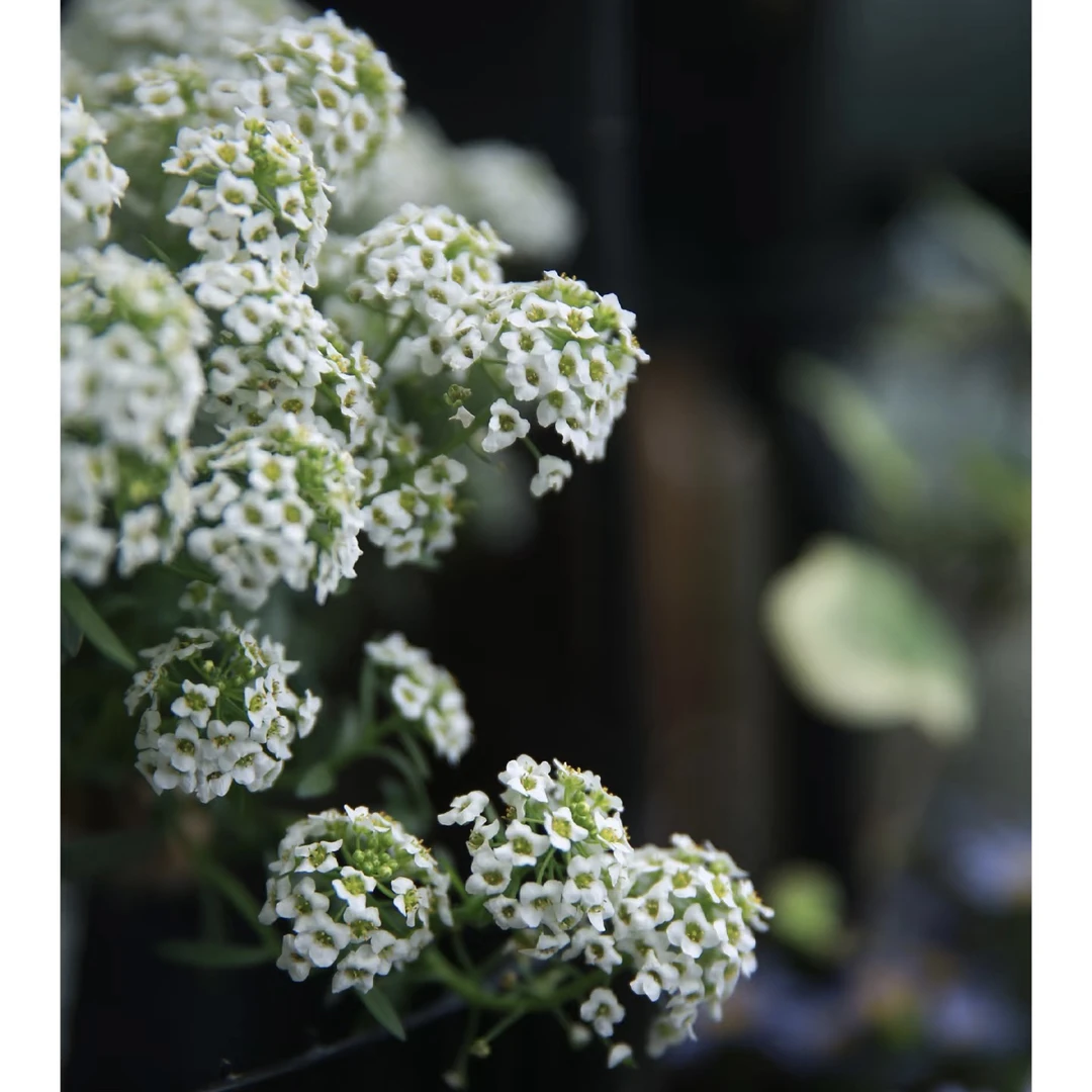 四季耐寒香雪球盆栽带花苞阳台庭院花卉室外地栽垂吊花镜植物
