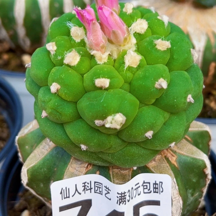 无花朵福利苗接大优745