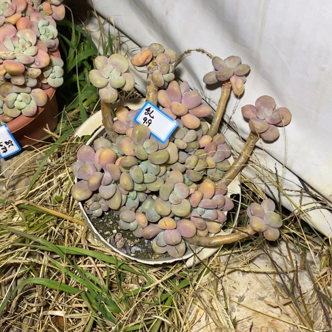 一物一拍一物一拍